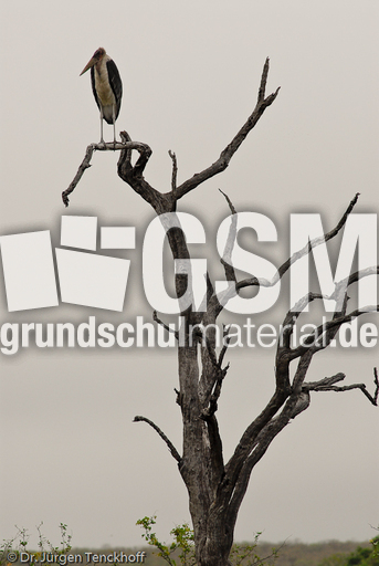 Marabu (14 von 33).jpg